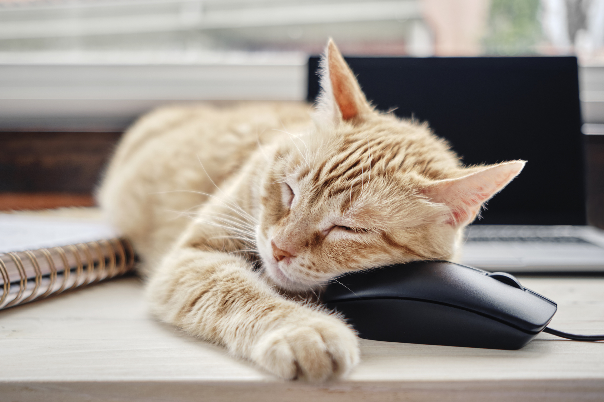 Un chat qui dort sur une souris d'ordinateur