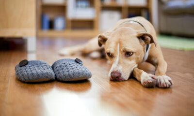 L'anxiété de séparation chez les chiens peut être difficile.  Voici comment vous pouvez aider.