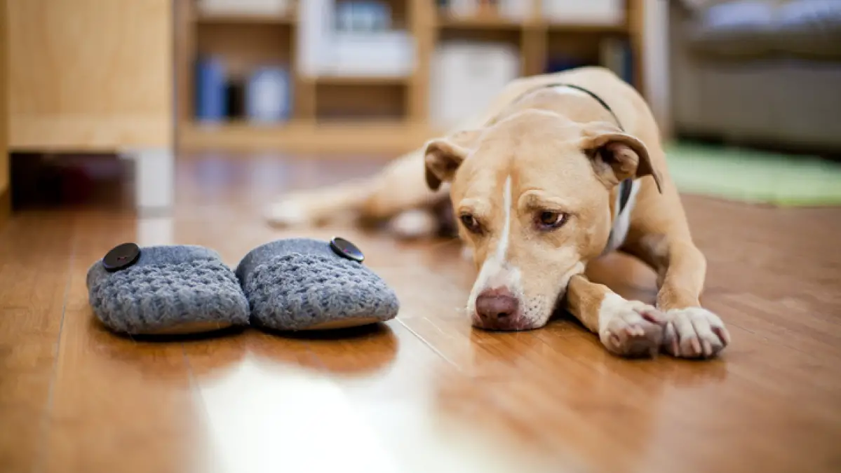 L'anxiété de séparation chez les chiens peut être difficile.  Voici comment vous pouvez aider.