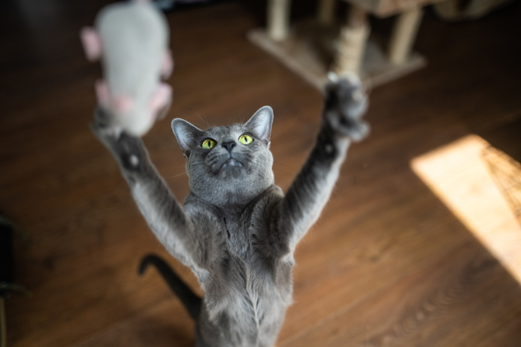 Un chat gris essayant d'attraper une souris jouet