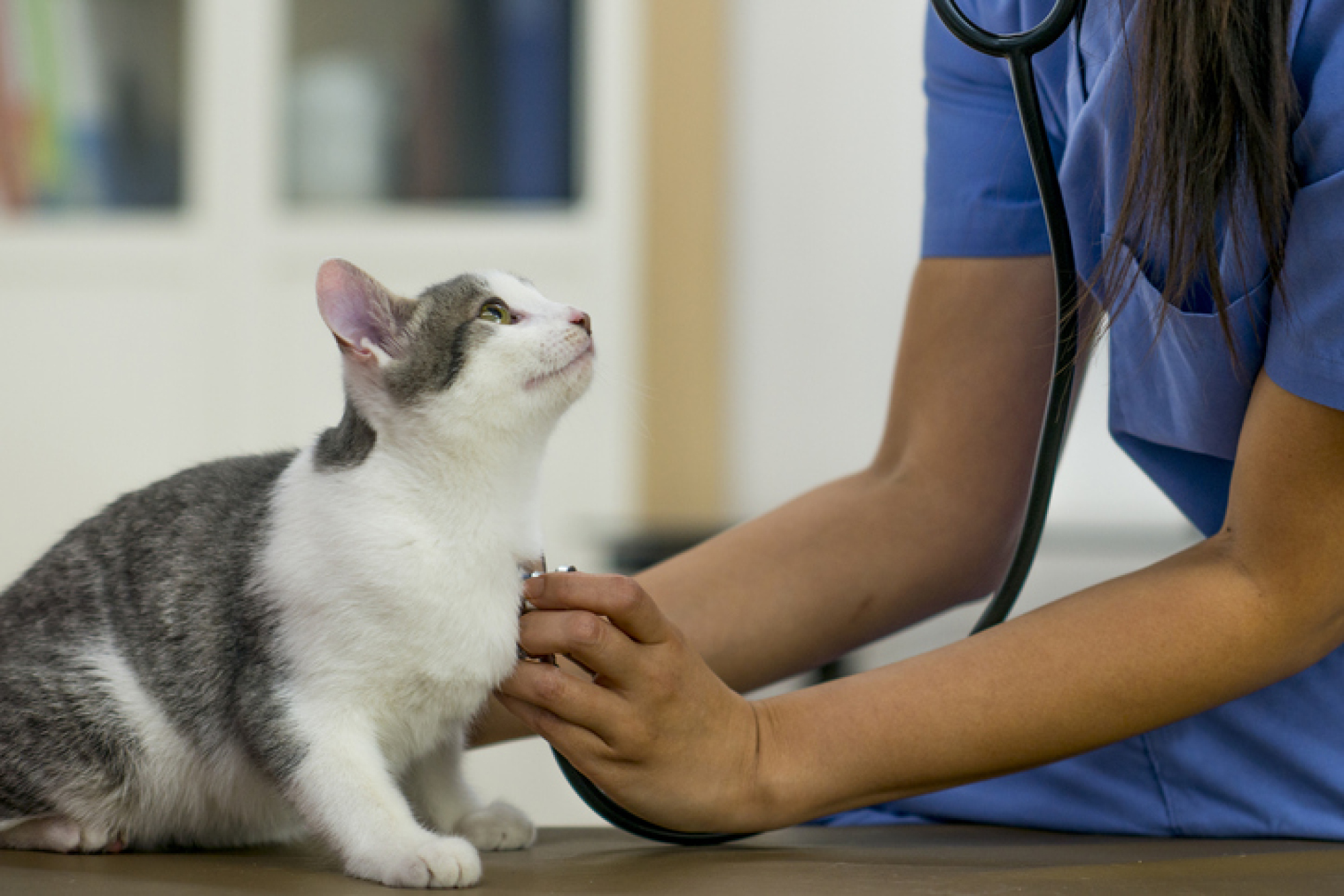 Un chaton examiné par un vétérinaire
