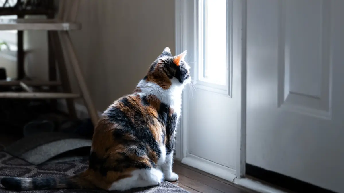 Les chats souffrent également d'anxiété de séparation.  Voici ce que vous devez savoir.