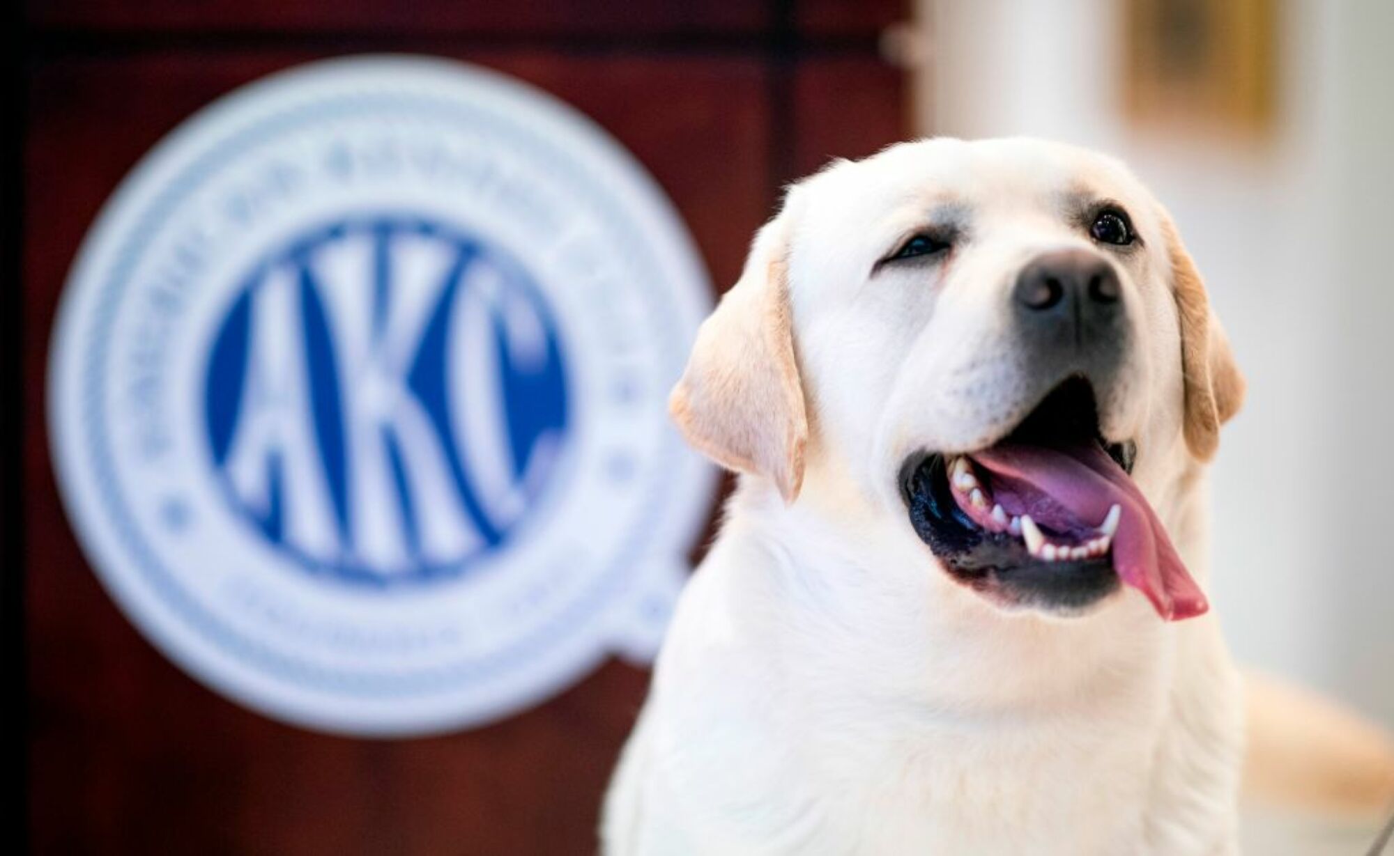 Image du labrador avec le logo AKC en arrière-plan