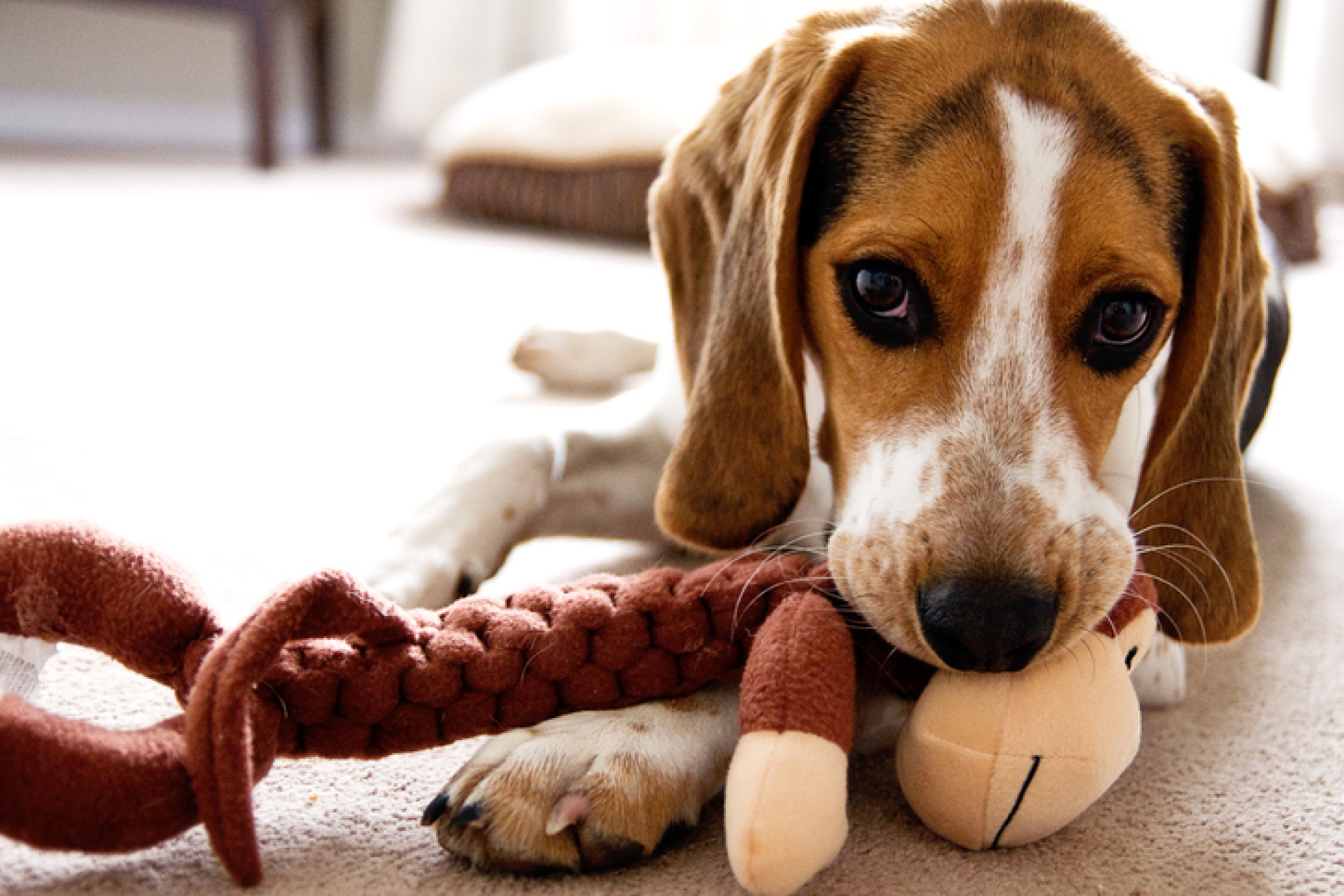 Image d'un chien jouant avec un singe en peluche