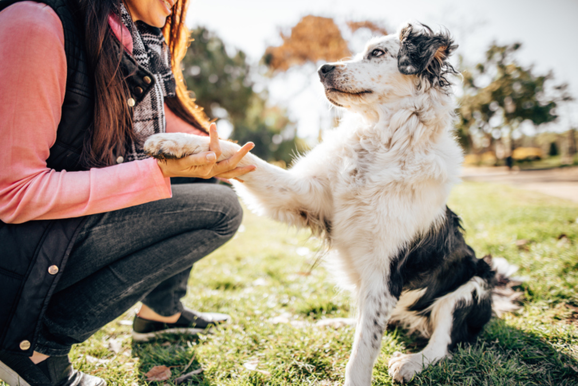 Image d'un chien dans un parc donnant sa patte à une femme