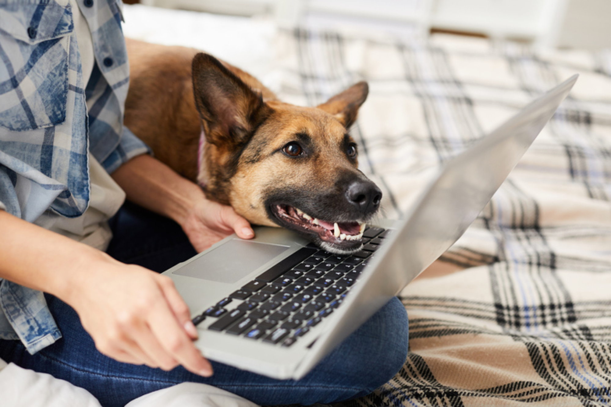 Image d'un chien qui appuie sa tête sur l'ordinateur portable d'une personne