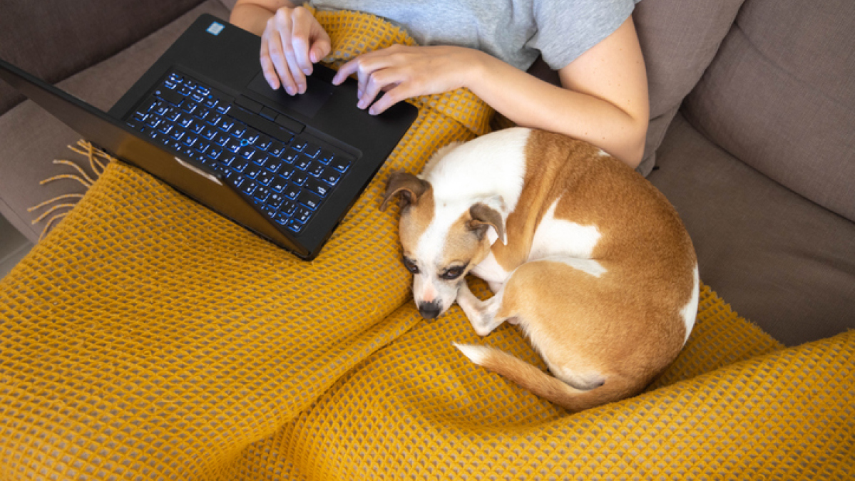 10 sites Web que tout propriétaire de chien devrait connaître