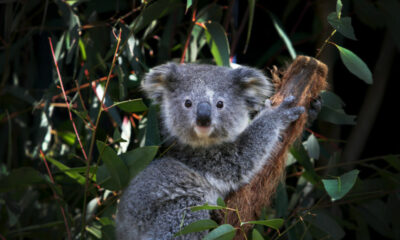 Les koalas sont en voie de disparition maintenant, et le changement climatique est une grande raison pour laquelle
