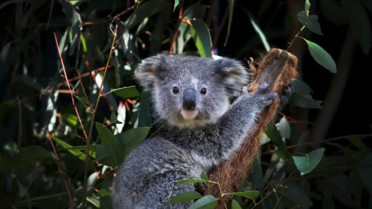 Les koalas sont en voie de disparition maintenant, et le changement climatique est une grande raison pour laquelle