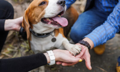 4 000 beagles seront sauvés dans la "plus grande opération jamais réalisée" par la Humane Society