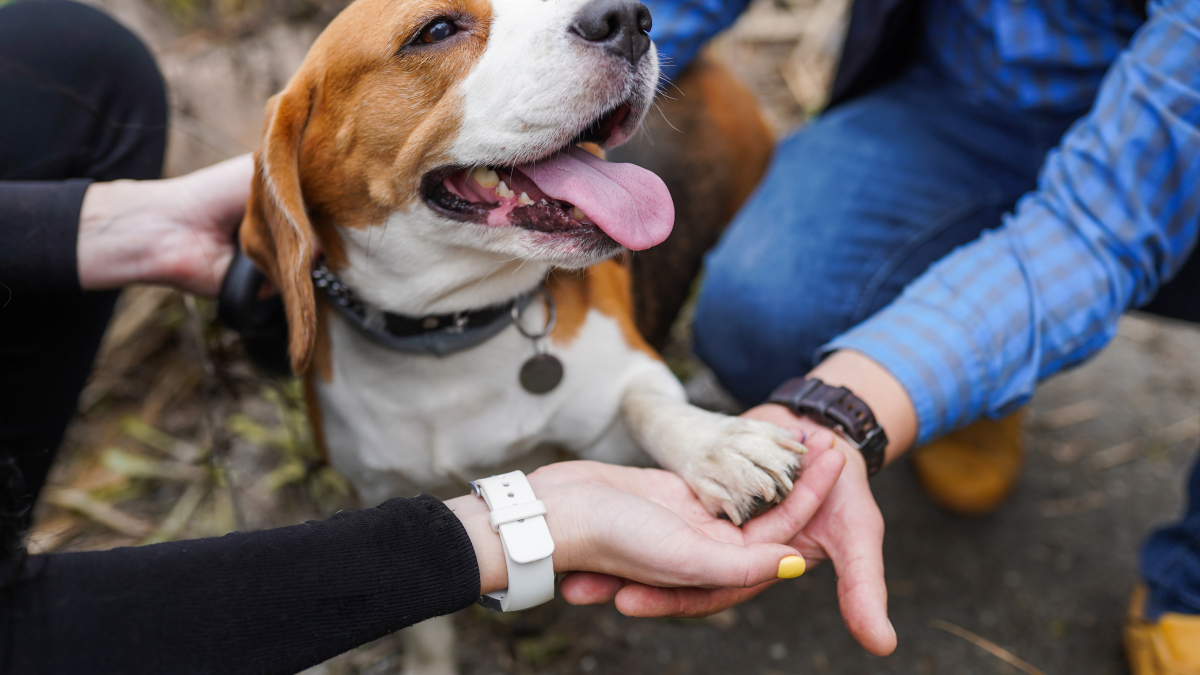 4 000 beagles seront sauvés dans la "plus grande opération jamais réalisée" par la Humane Society