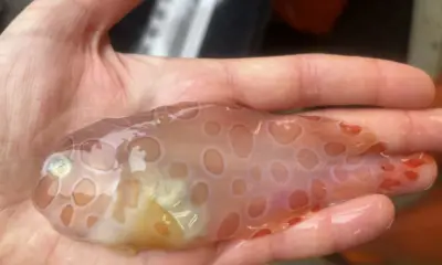 Des scientifiques des grands fonds découvrent d'étranges poissons transparents lors d'une expédition en mer