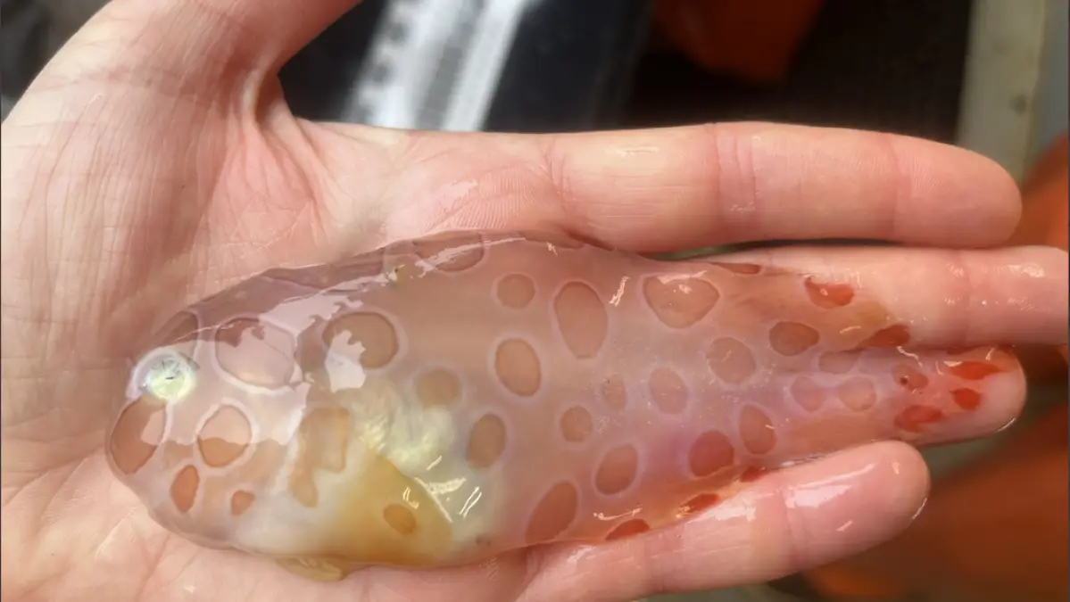 Des scientifiques des grands fonds découvrent d'étranges poissons transparents lors d'une expédition en mer