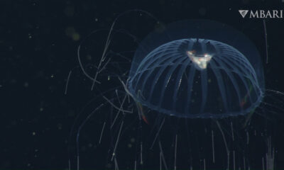 Des scientifiques filment une méduse au ventre plein de proies en pleine mer