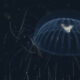 Des scientifiques filment une méduse au ventre plein de proies en pleine mer