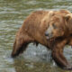 Des voleurs d'ours gras volent du poisson à un ours très dominant