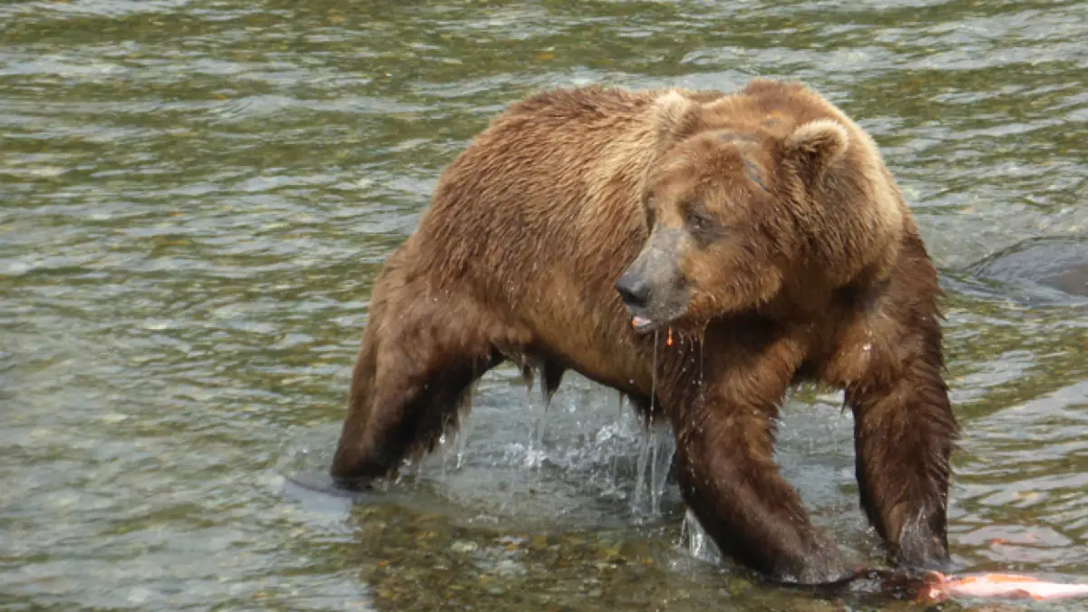 Des voleurs d'ours gras volent du poisson à un ours très dominant