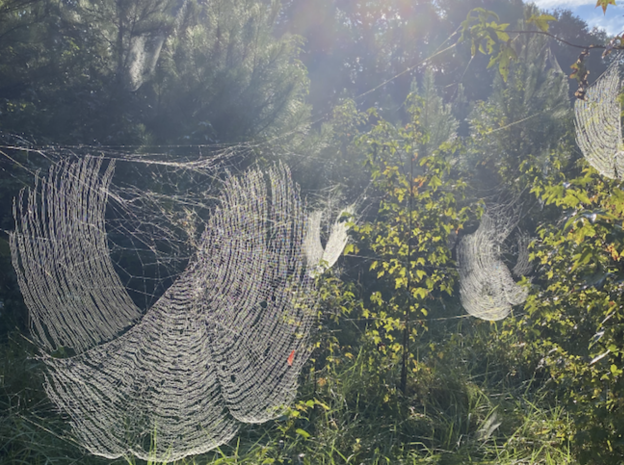 Un groupe de grosses toiles d'araignées de l'araignée Joro.