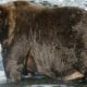Les grosses caméras d'ours sont en direct et bébé, NOUS AVONS DES OURS