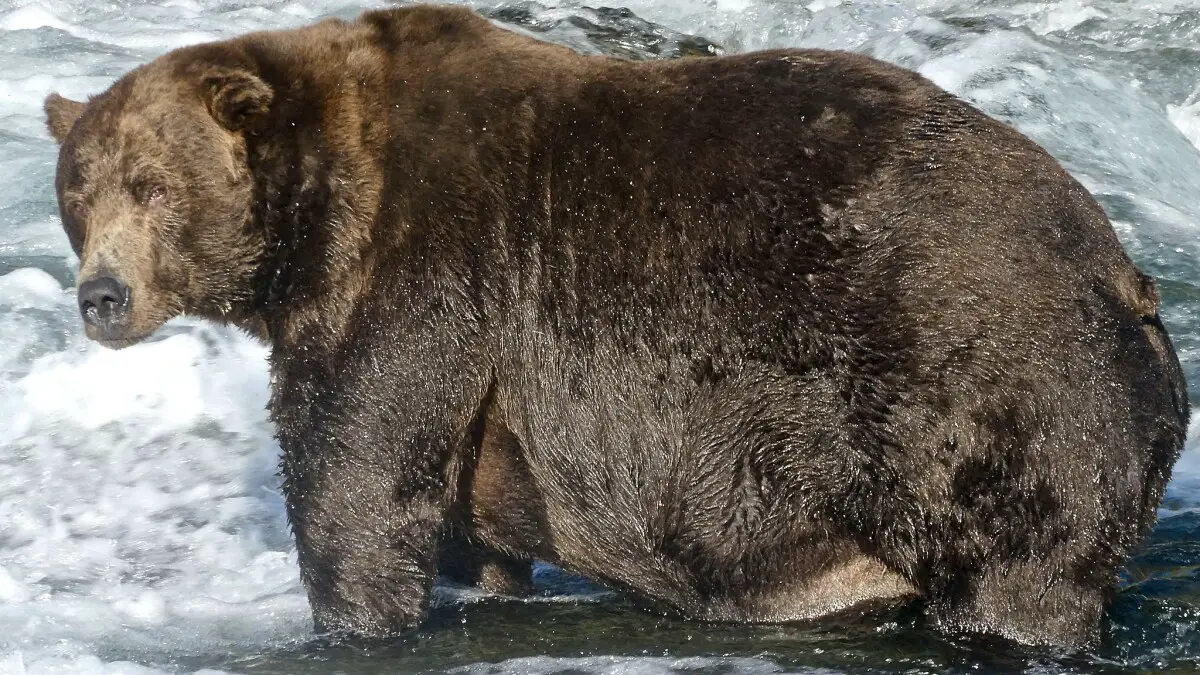 Les grosses caméras d'ours sont en direct et bébé, NOUS AVONS DES OURS