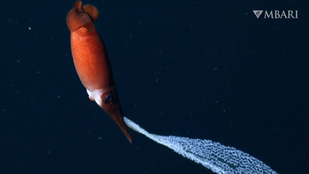Les scientifiques repèrent un calmar faisant quelque chose de profondément rare dans les profondeurs marines