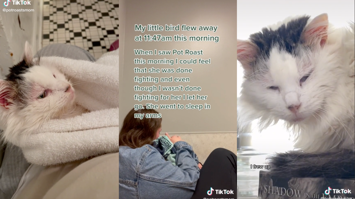 Notre chat TikTok préféré, Pot Roast, est décédé