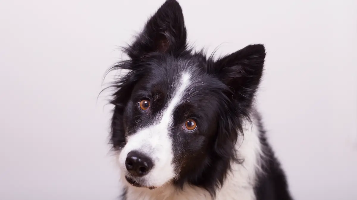 Pourquoi les chiens penchent-ils la tête ?  Une nouvelle recherche fait une découverte intrigante.