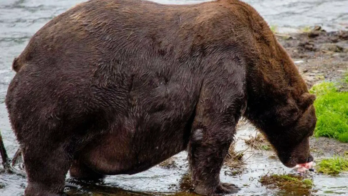 Un superbe gros ours se réveille de son hibernation et est toujours énorme