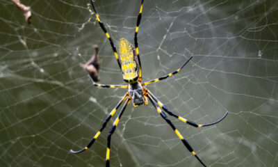 Une grosse araignée va se propager aux États-Unis. Non, elle ne va pas se "parachuter".