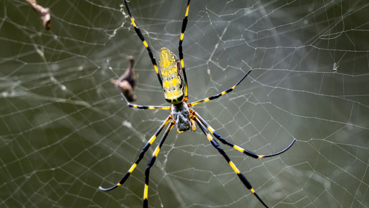 Une grosse araignée va se propager aux États-Unis. Non, elle ne va pas se "parachuter".