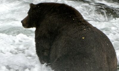 Vous devez voir à quel point les ours très gros sont déjà gros