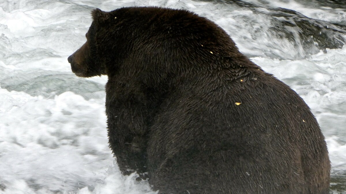 Vous devez voir à quel point les ours très gros sont déjà gros