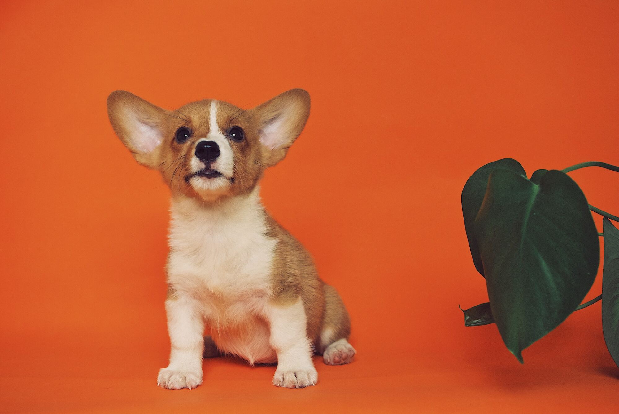 Un petit chiot corgi est assis à côté d'une plante pour l'échelle.