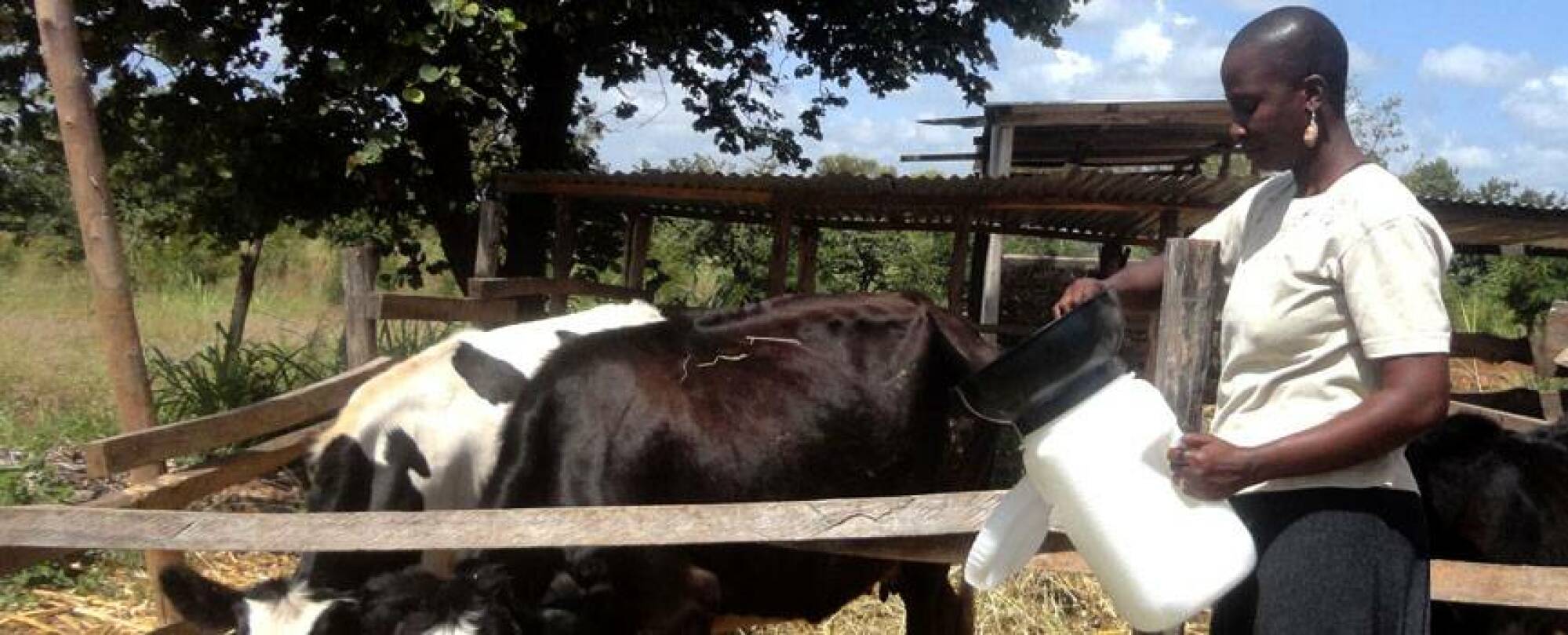 Une personne tenant le Mazzi à côté de quelques vaches.