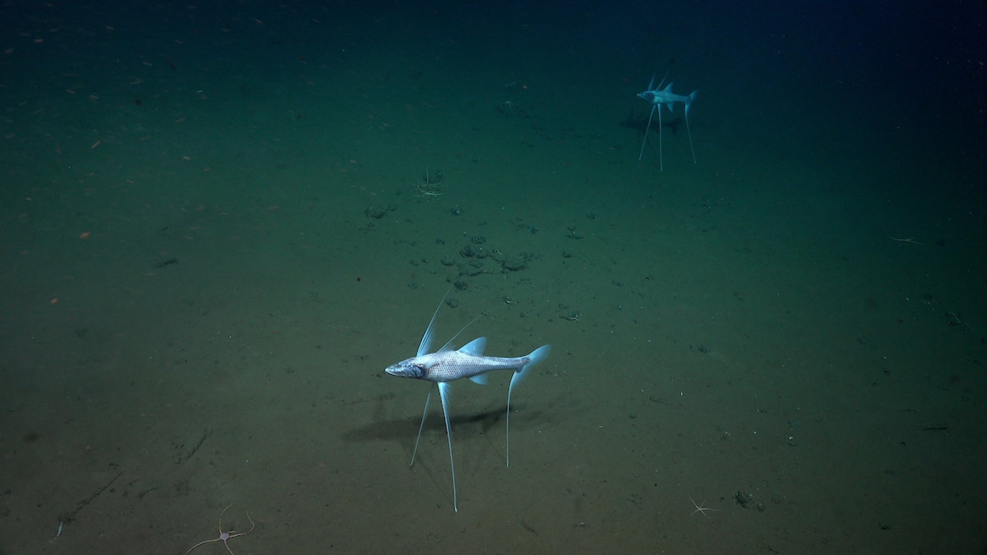 Deux poissons tripodes repérés à près de 10 000 pieds sous la surface de l'océan.