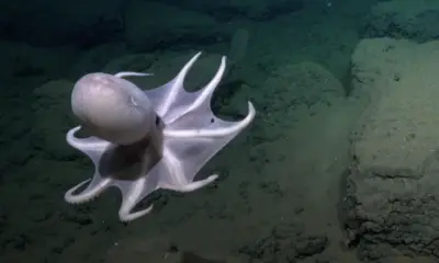 Des scientifiques découvrent un nouveau monde étonnant de poulpes dans les profondeurs marines
