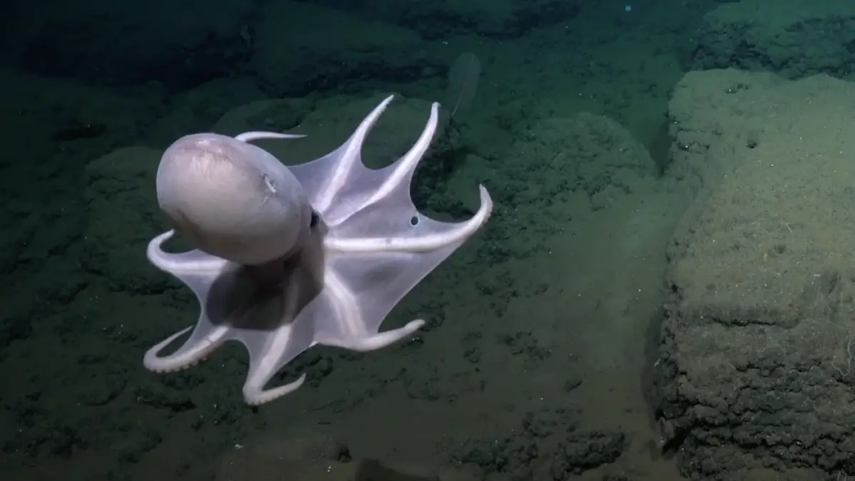 Des scientifiques découvrent un nouveau monde étonnant de poulpes dans les profondeurs marines