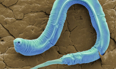 Une espèce de vers rond vient de renaître après 46 000 ans dans le pergélisol sibérien