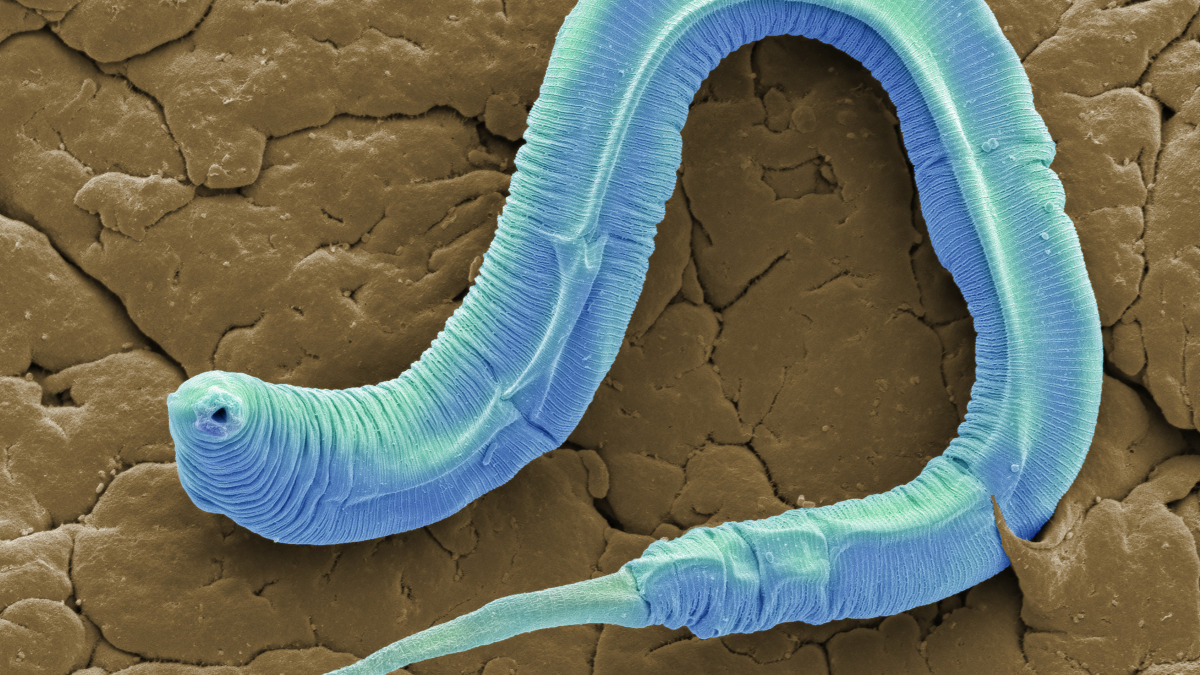 Une espèce de vers rond vient de renaître après 46 000 ans dans le pergélisol sibérien