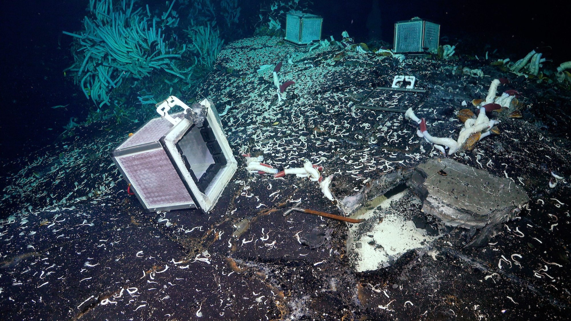 L'expérience de la boîte à mailles montrant que la vie a voyagé sous le fond de l'océan.
