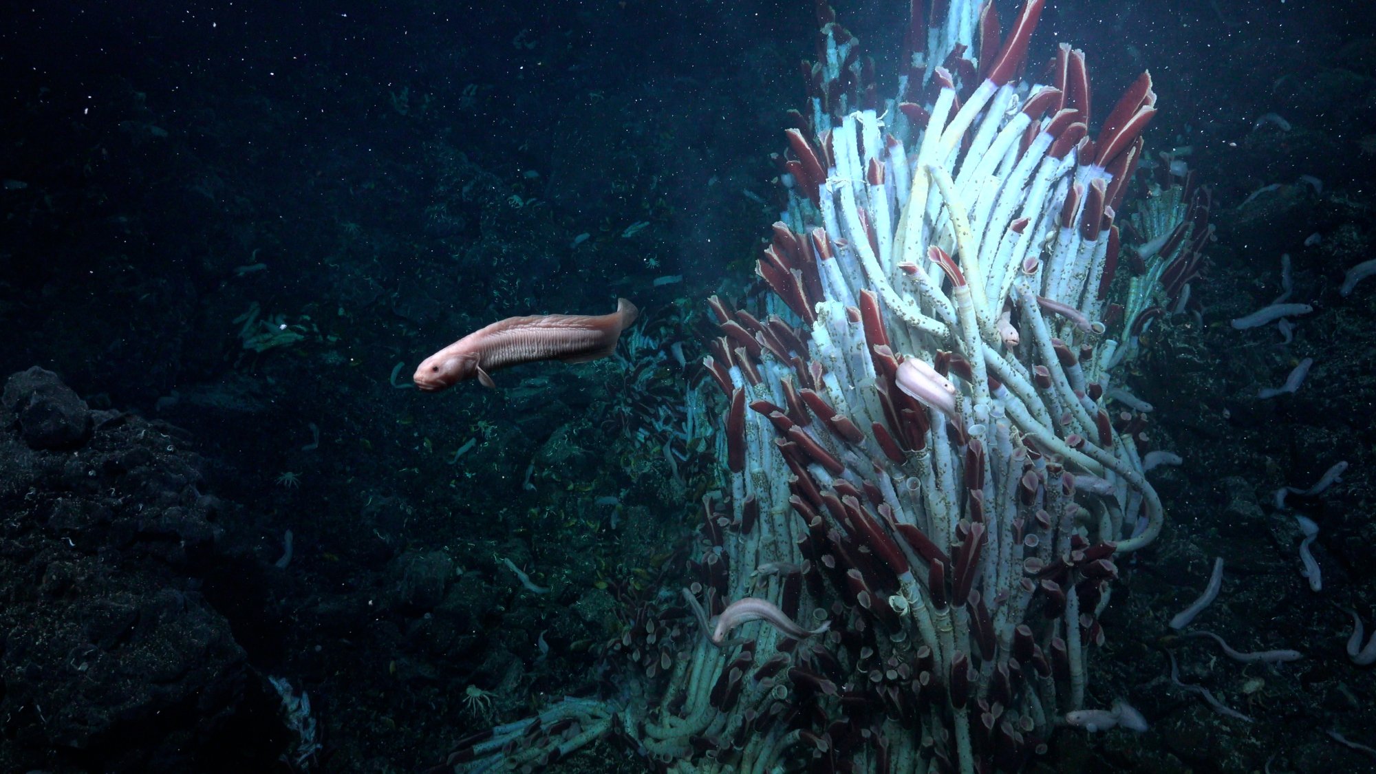 Un poisson curieux, une anguille, nage devant une colonie de vers tubicoles sur un site de cheminée hydrothermale.