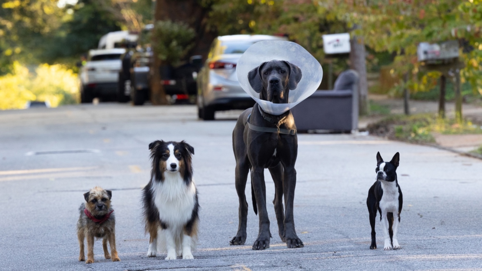 Quatre chiens alignés dans une rue. 