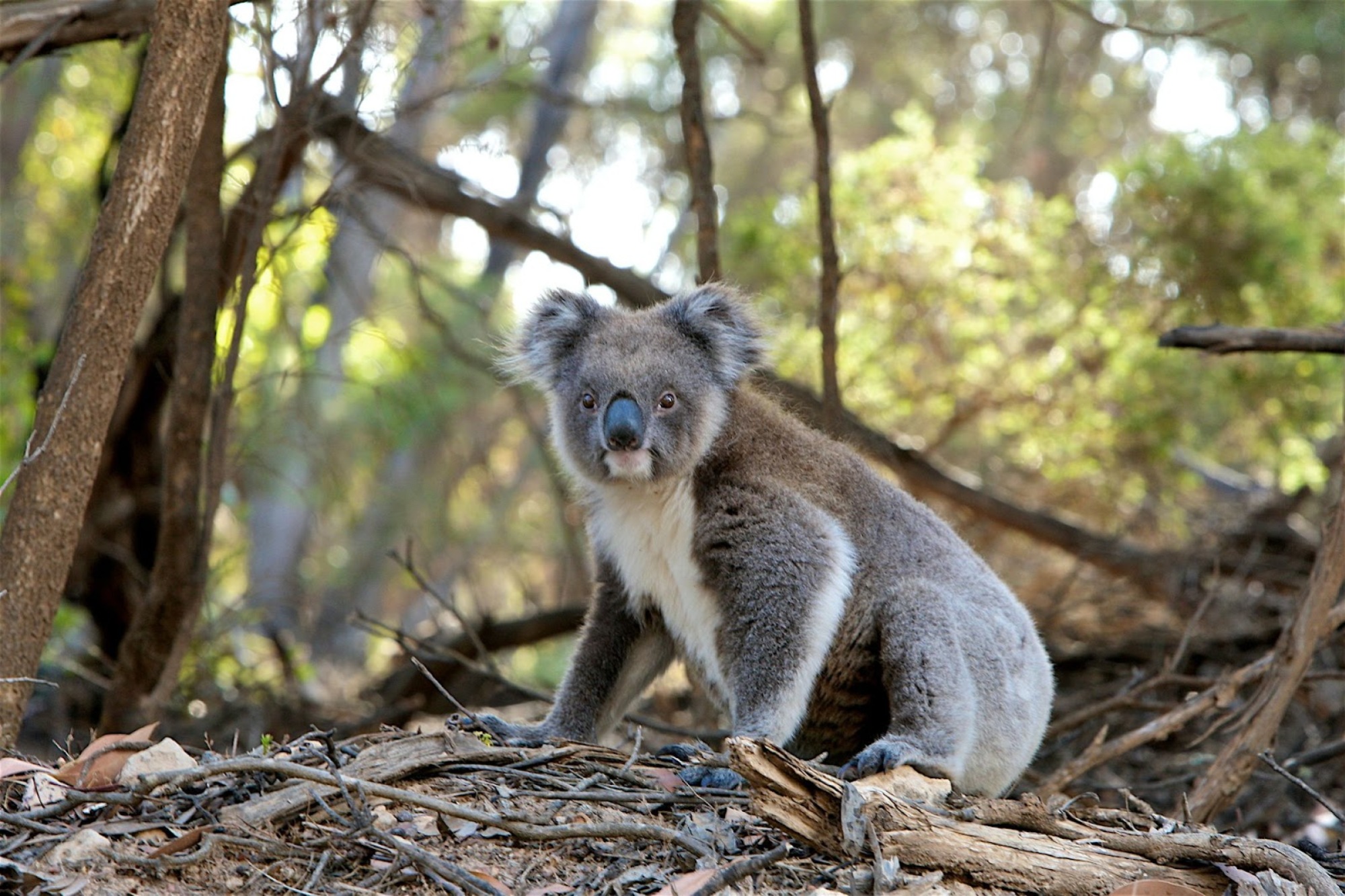 Koala HP Arbres WWF
