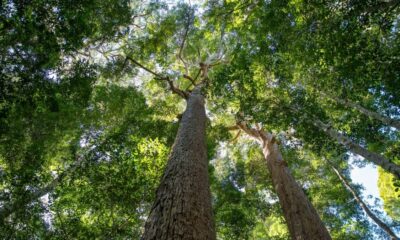 Pour les arbres : une quête pour protéger les forêts australiennes