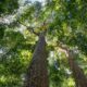 Pour les arbres : une quête pour protéger les forêts australiennes