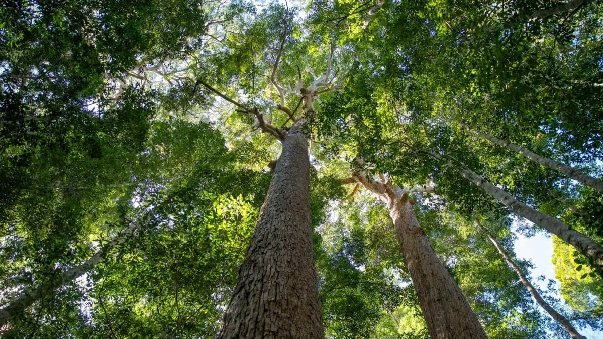 Pour les arbres : une quête pour protéger les forêts australiennes