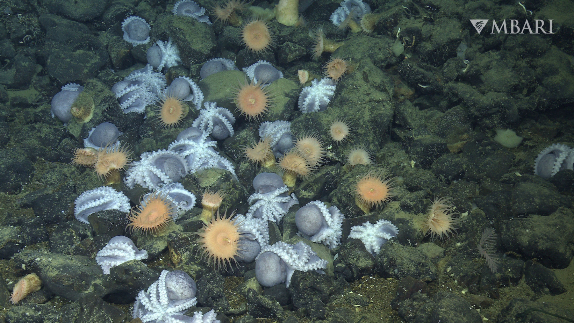 Des poulpes couveurs observés à plus de 10 000 pieds sous la surface de l'océan