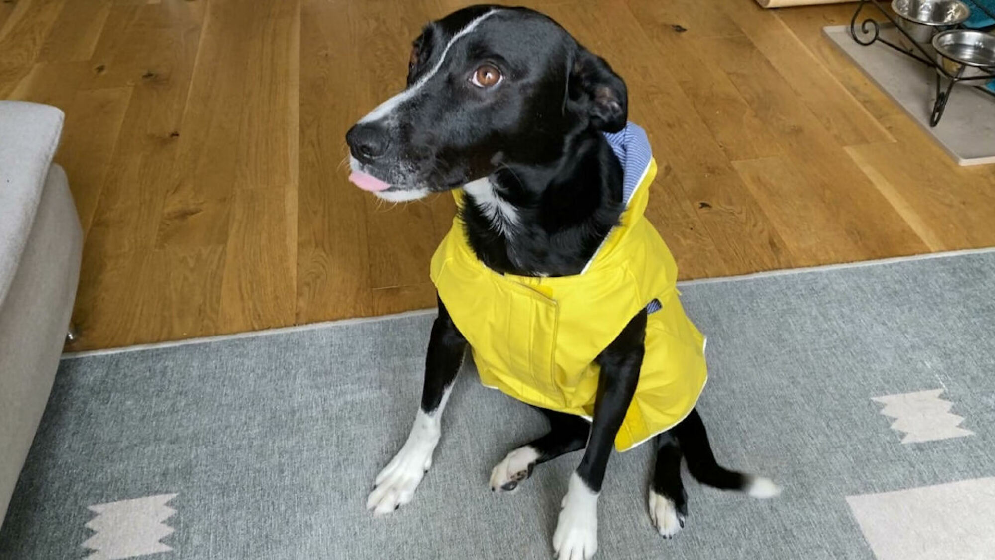 Chien portant une veste de pluie pour chien Canada Pooch