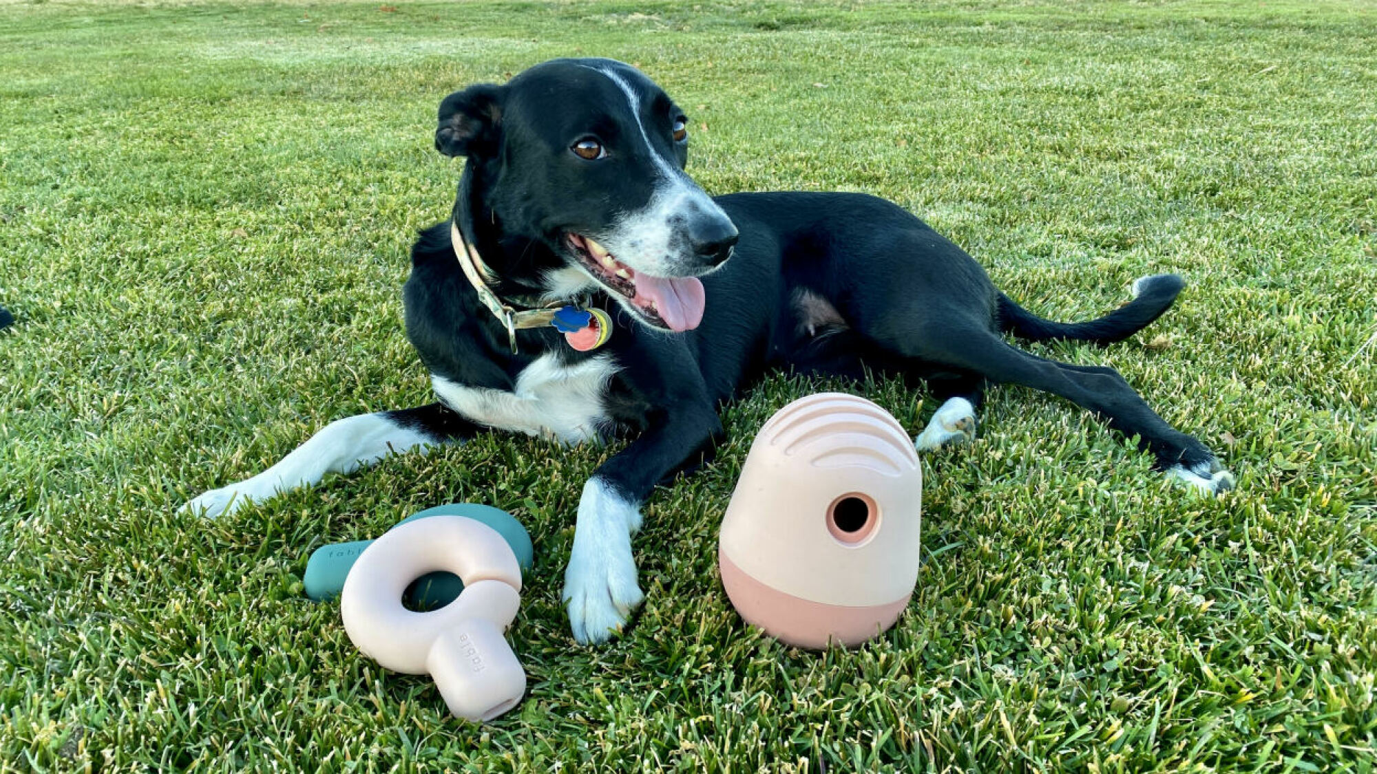 chien posé sur l'herbe à côté de jouets pour chiens imbriqués