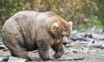 La fermeture du gouvernement signifie une mauvaise nouvelle pour la Fat Bear Week